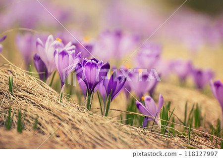 Spring crocus flowers, Easter background 118127997