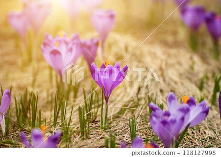 Spring crocus flowers, Easter background Spring crocus flowers, Easter background 118127998