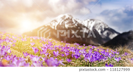 Dolina Chocholowska with blossoming purple crocuses or saffron flowers,Tatra mountains, Poland. Dolina Chocholowska with blossoming purple crocuses or saffron flowers,Tatra mountains, Poland. 118127999