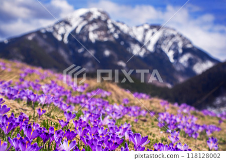 Dolina Chocholowska with blossoming purple crocuses or saffron flowers,Tatra mountains, Poland. Dolina Chocholowska with blossoming purple crocuses or saffron flowers,Tatra mountains, Poland. 118128002