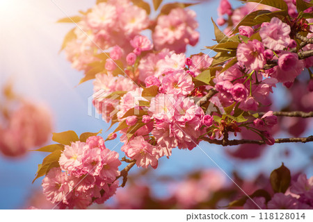 Sakura flowers blooming, spring seasonal Easter background 118128014