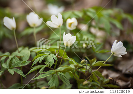 White anemone flowers growing in spring forest, natural seasonal background 118128019