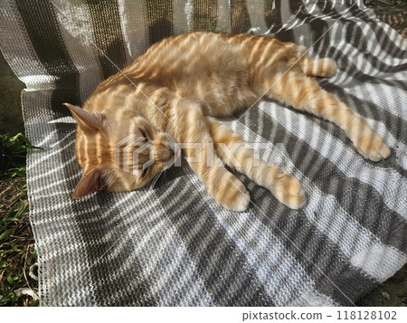 棕色虎斑貓遮陽簾 棕色虎斑貓遮陽簾 118128102