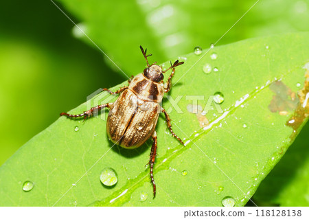 Semarathogene Semarathogene 118128138