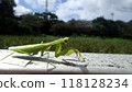 Threatening mantis 118128234