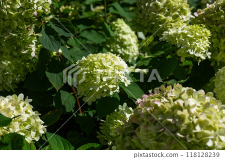 Hydrangea Flowers in the Garden 118128239
