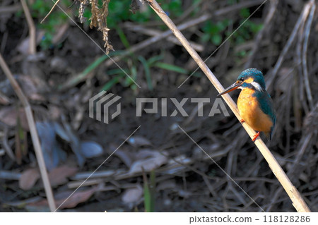 一條有翠鳥的小河 一條有翠鳥的小河 118128286