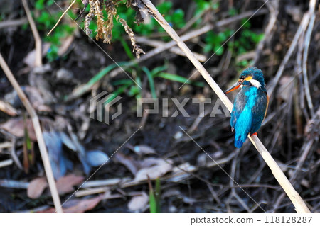 雨後溪流中看到翠鳥 雨後溪流中看到翠鳥 118128287