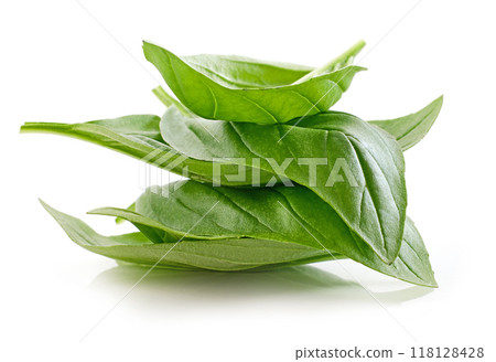fresh green basil leaf 118128428