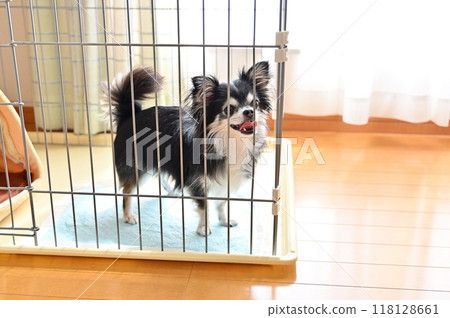 A long-coated Chihuahua having fun in a dog cage A long-coated Chihuahua having fun in a dog cage 118128661