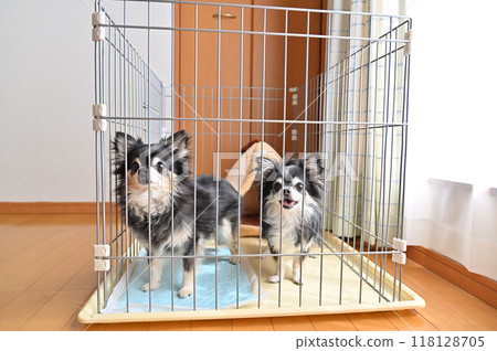 Two dogs having fun in a dog cage - Long-coated Chihuahuas 118128705