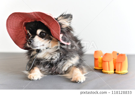 Cute Chihuahua in a hat and shoes Cute Chihuahua in a hat and shoes 118128833
