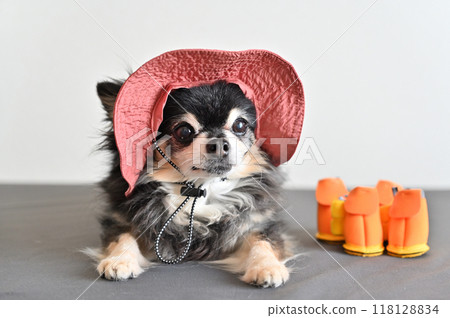 Cute happy chihuahua wearing a hat and shoes Cute happy chihuahua wearing a hat and shoes 118128834