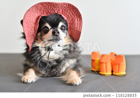 Cute Chihuahua in a hat and shoes Cute Chihuahua in a hat and shoes 118128835