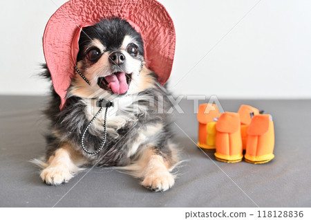 Cute smiling chihuahua wearing a hat and shoes Cute smiling chihuahua wearing a hat and shoes 118128836