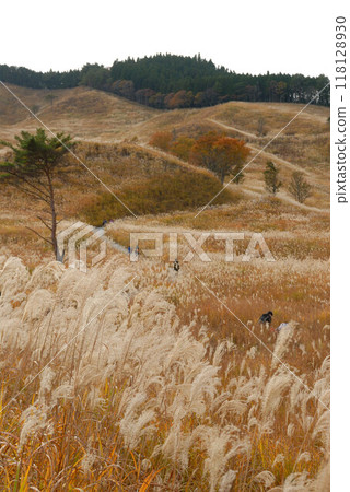 Silver grass spreading across the grassland, people strolling, and the mountains turning red in autumn Silver grass spreading across the grassland, people strolling, and the mountains turning red in autumn 118128930