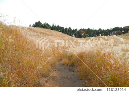 高大的潘帕斯草和步道 118128934