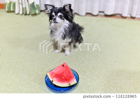 Chihuahua and watermelon 118128965