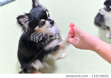 一隻快樂的吉娃娃從主人那裡收到西瓜 118129020