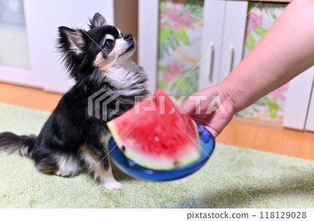 A happy Chihuahua receives a watermelon from its owner A happy Chihuahua receives a watermelon from its owner 118129028