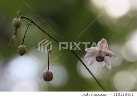 《禦嶽山》蓮華正馬 118129101