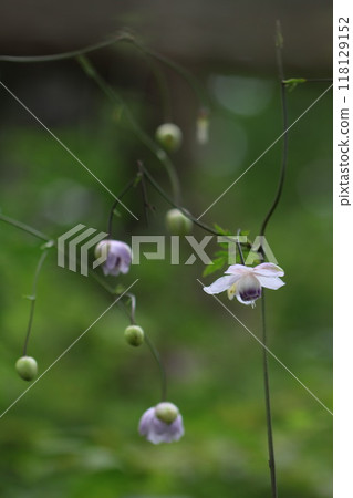 Mount Mitake: Rengeshouma Mount Mitake: Rengeshouma 118129152