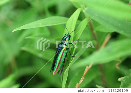 Jewel beetle on a leaf 118129199