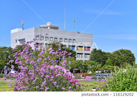 Lavender in full bloom (Shobu Town, Kuki City, Saitama Prefecture) 118129202