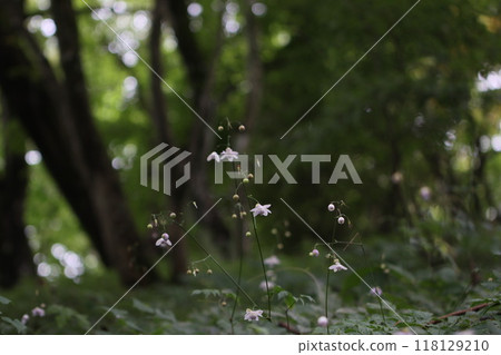 Mount Mitake: Rengeshouma Mount Mitake: Rengeshouma 118129210