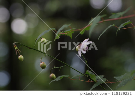 《禦嶽山》蓮華正馬 118129221