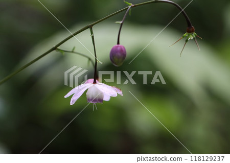 Mount Mitake: Rengeshouma Mount Mitake: Rengeshouma 118129237