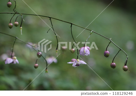 《禦嶽山》蓮華正馬 118129246