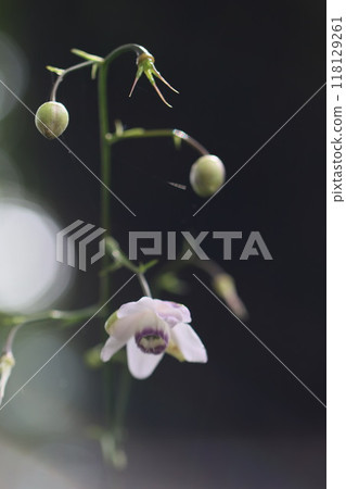 Mount Mitake: Rengeshouma Mount Mitake: Rengeshouma 118129261