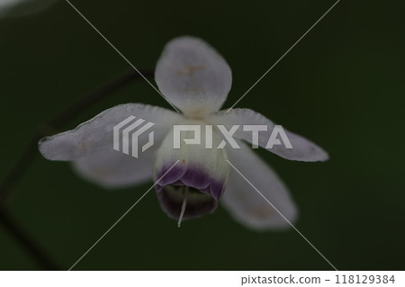 <Mt. Mitake> Rengeshouma blooming in midsummer <Mt. Mitake> Rengeshouma blooming in midsummer 118129384
