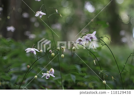 [禦嶽山] 盛夏盛開的蓮華莊馬 118129438