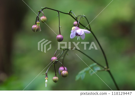 <Mt. Mitake> Rengeshouma blooming in midsummer <Mt. Mitake> Rengeshouma blooming in midsummer 118129447