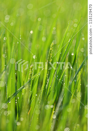 Rice ears shining with morning dew Rice ears shining with morning dew 118129470