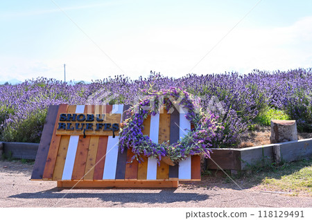 時尚木板和盛開的薰衣草的拍照勝地（埼玉縣久喜市菘武町） 118129491
