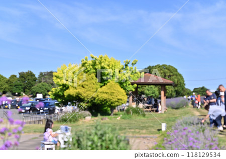 人頭攢動的薰衣草花田（埼玉縣久喜市菖蒲町） 118129534