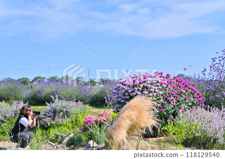 Lavender in full bloom (Shobu Town, Kuki City, Saitama Prefecture) Lavender in full bloom (Shobu Town, Kuki City, Saitama Prefecture) 118129540