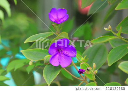 Purple peony (Peony japonica) Purple peony (Peony japonica) 118129680