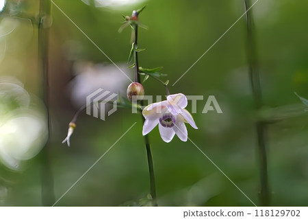 <Mt. Mitake> Rengeshouma blooming in midsummer <Mt. Mitake> Rengeshouma blooming in midsummer 118129702