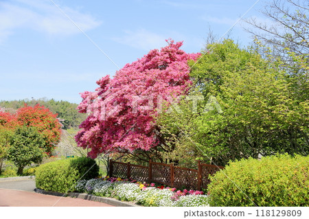 Red Witch Hazel flowers in full bloom Red Witch Hazel flowers in full bloom 118129809