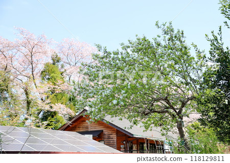 麗久白花盛開 118129811