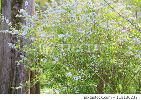 Cute lycaenid flowers in full bloom 118130232