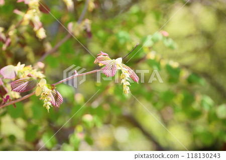 可愛的土佐水木花蕾 118130243