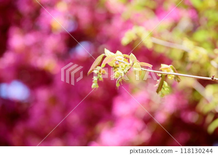 可愛的土佐水木花蕾 可愛的土佐水木花蕾 118130244
