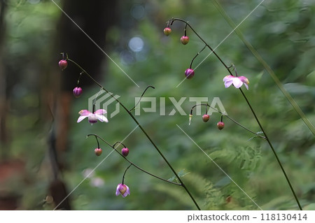 [禦嶽山] 盛夏盛開的蓮華莊馬 118130414