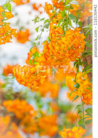 百合原公園溫室裡的植物 百合原公園溫室裡的植物 118130442