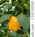 Yellow paprika 118130591